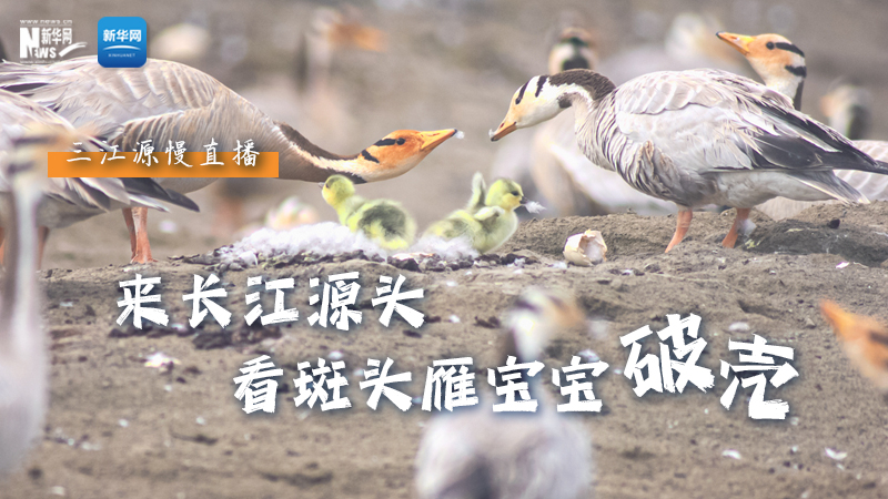 “萌主”當(dāng)家丨來(lái)長(zhǎng)江源頭，看斑頭雁寶寶破殼