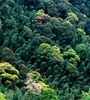 青海省持續(xù)開(kāi)展大規(guī)模造林，國(guó)土綠化面積進(jìn)一步擴(kuò)大，省東部地區(qū)森林覆蓋率達(dá)32%高于全國(guó)平均水平
