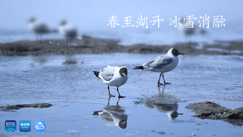 三江源慢直播丨春至湖開(kāi) 冰雪消融