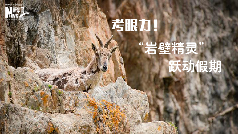 三江源慢直播丨考眼力！“巖壁精靈”躍動(dòng)假期