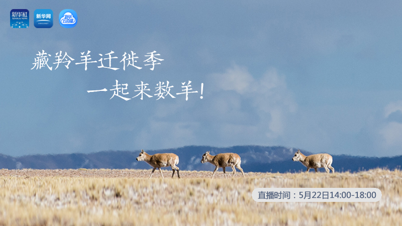 三江源慢直播丨藏羚羊遷徙季 一起來(lái)數(shù)羊！