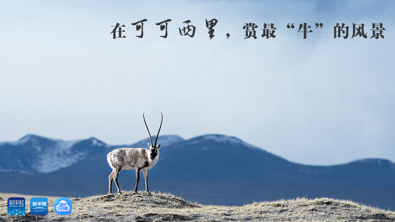 三江源慢直播丨在可可西里，賞最“牛”的美景